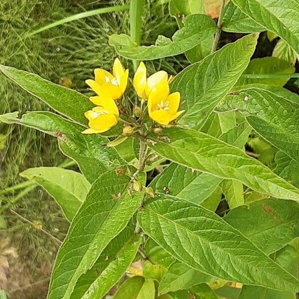 Lysimachia vulgaris Flower