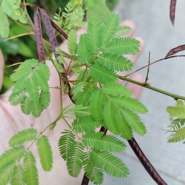 Desmanthus virgatus Blatt