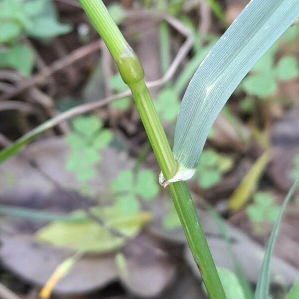 Lolium multiflorum Cortiza