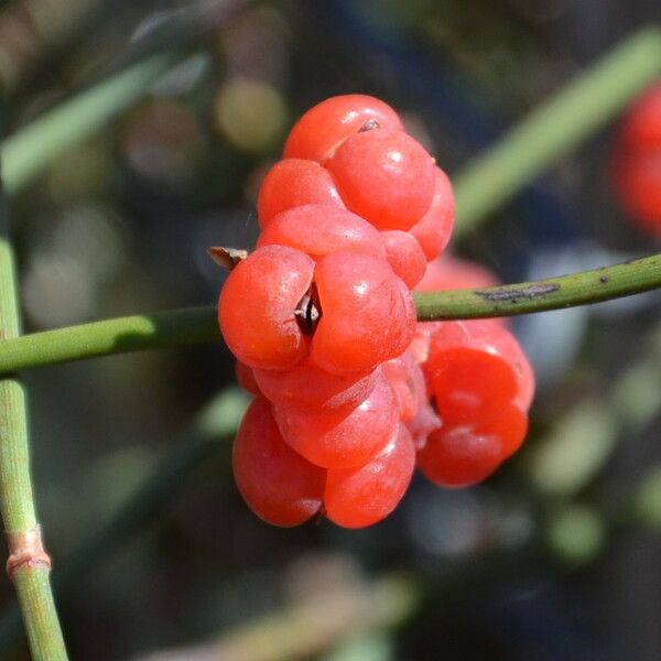 Ephedra distachya Плод