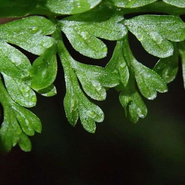 Asplenium abyssinicum Leaf