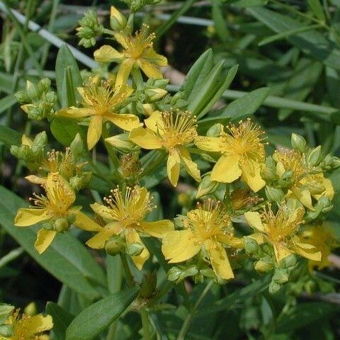 Hypericum sphaerocarpum Fiore