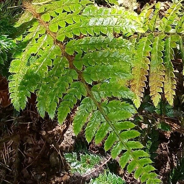 Polystichum luctuosum Blatt