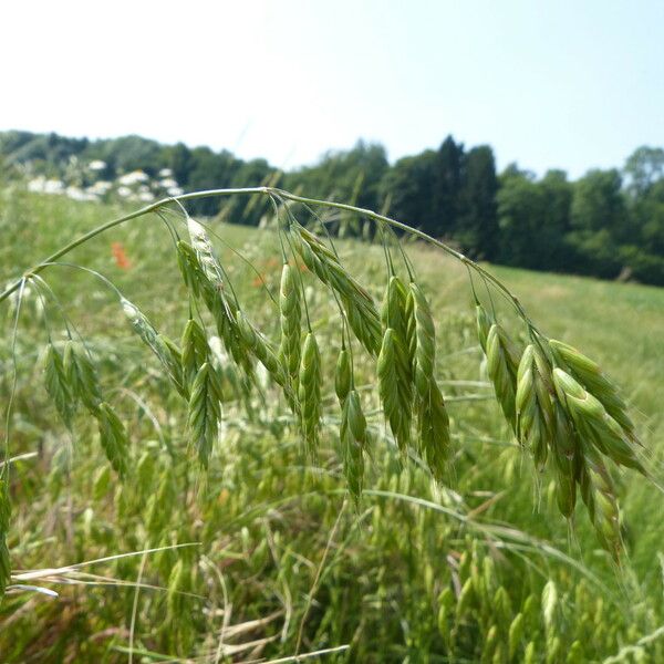 Bromus secalinus Hàbitat