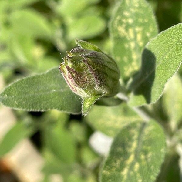 Salvia fruticosa Blomma