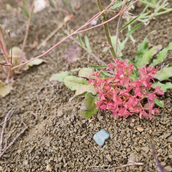 Sedum cespitosum Floro