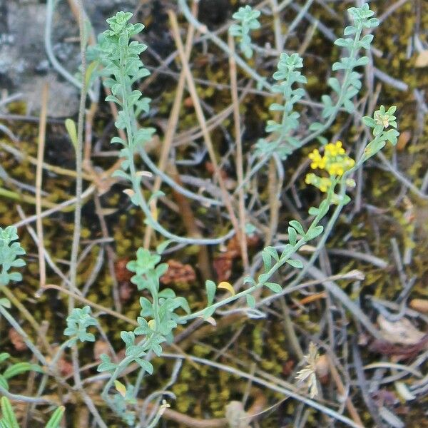Alyssum serpyllifolium Liść