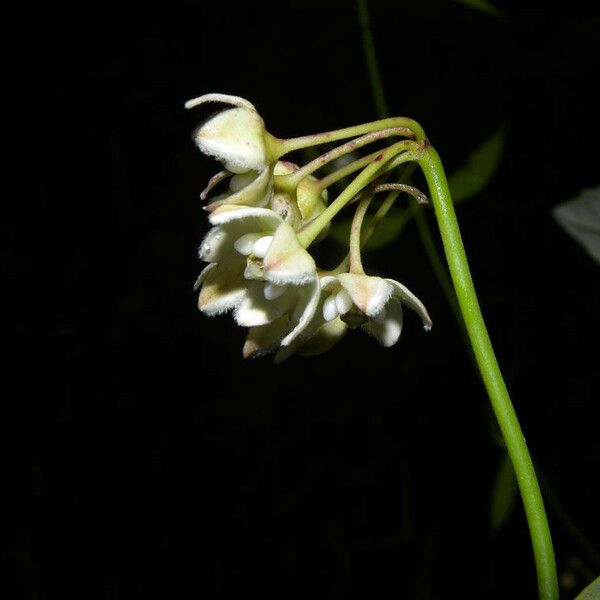 Funastrum clausum Flower