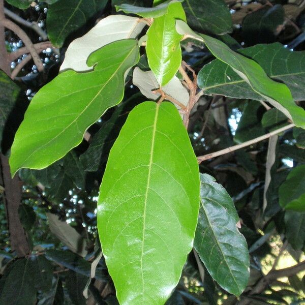 Heritiera littoralis Leaf