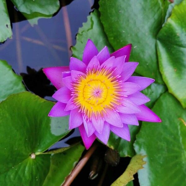 Nymphaea nouchali Flower