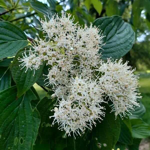 Cornus alternifolia Çiçek