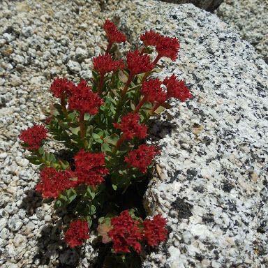 Rhodiola integrifolia Habitus