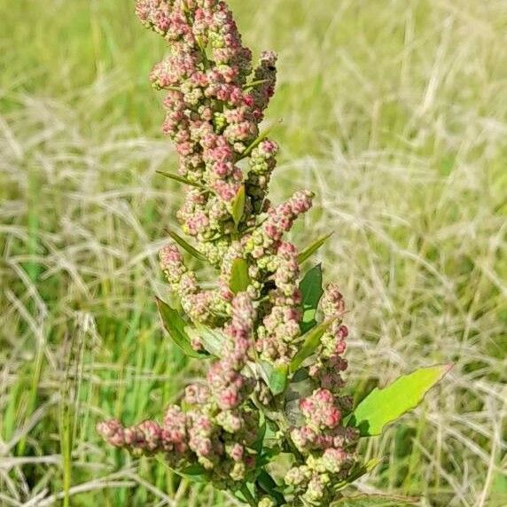 Chenopodium album 花