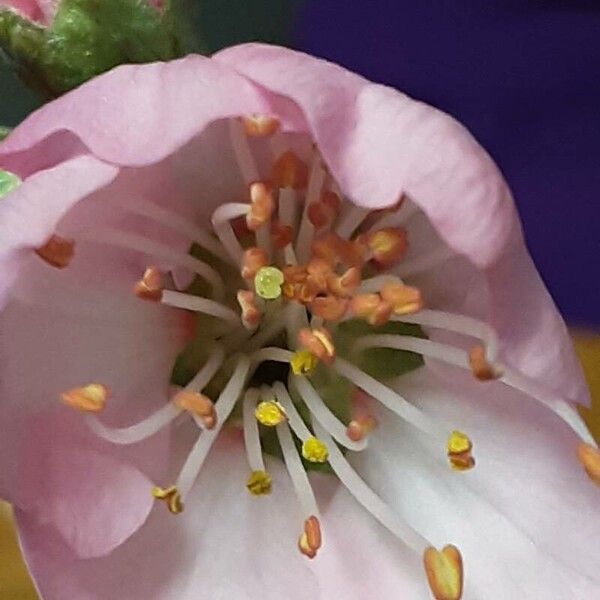 Prunus dulcis Flower