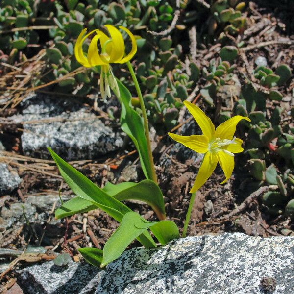 Erythronium grandiflorum Habitus