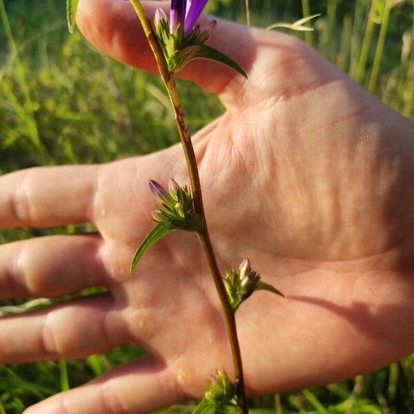 Campanula glomerata Flower