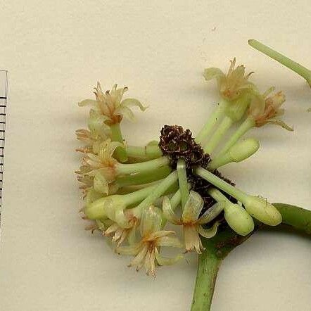 Smilax domingensis Otro