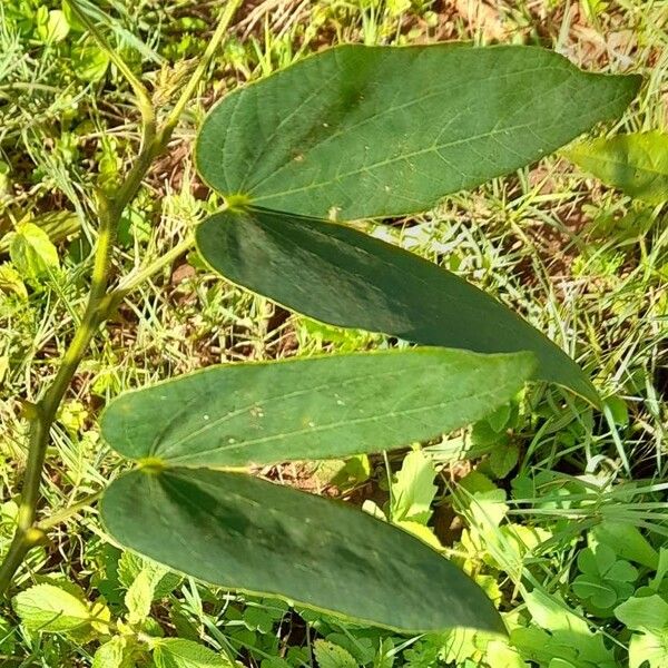 Bauhinia forficata 葉