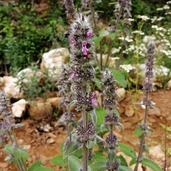 Stachys germanica Blomma