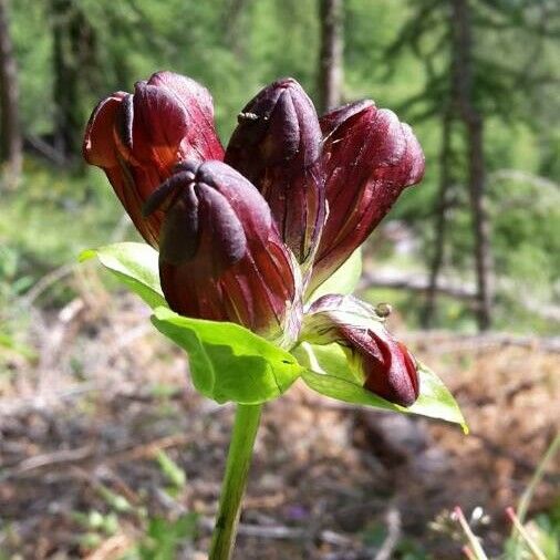 Gentiana purpurea Кветка