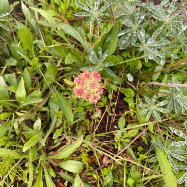 Eriogonum heracleoides Flower