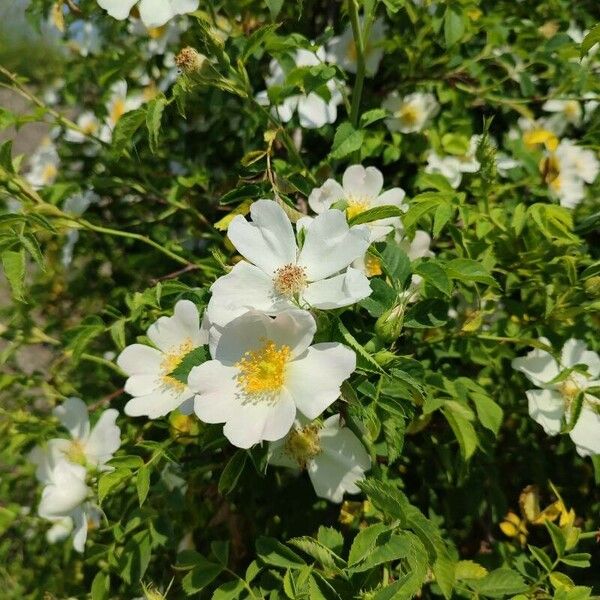 Rosa sempervirens പുഷ്പം