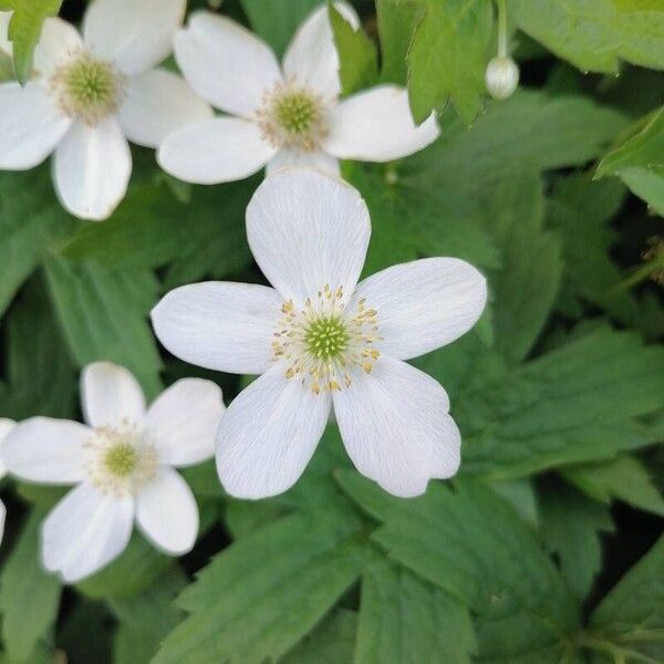 Anemonastrum canadense Kvet