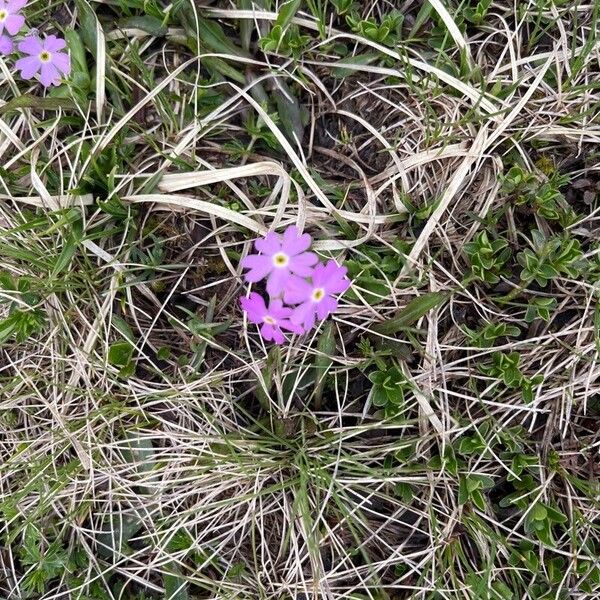 Primula farinosa പുഷ്പം