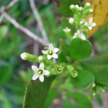 Lumnitzera racemosa Blomst