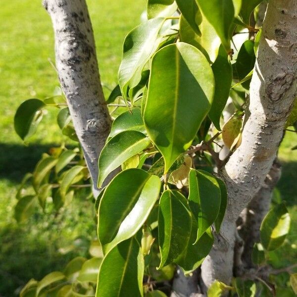 Ficus benjamina Liść