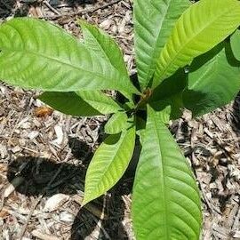 Pouteria sapota Leaf