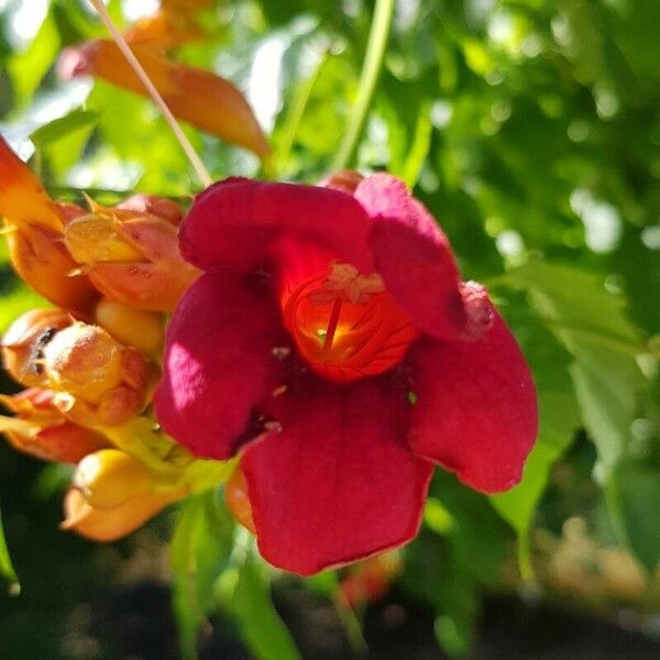 Campsis radicans Kvet