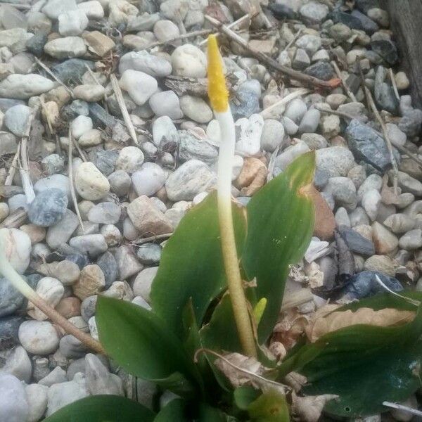 Orontium aquaticum Flower