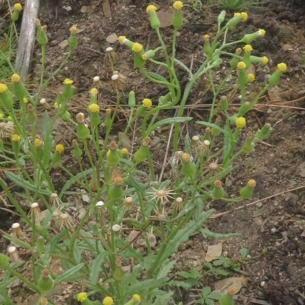 Senecio sylvaticus Flor