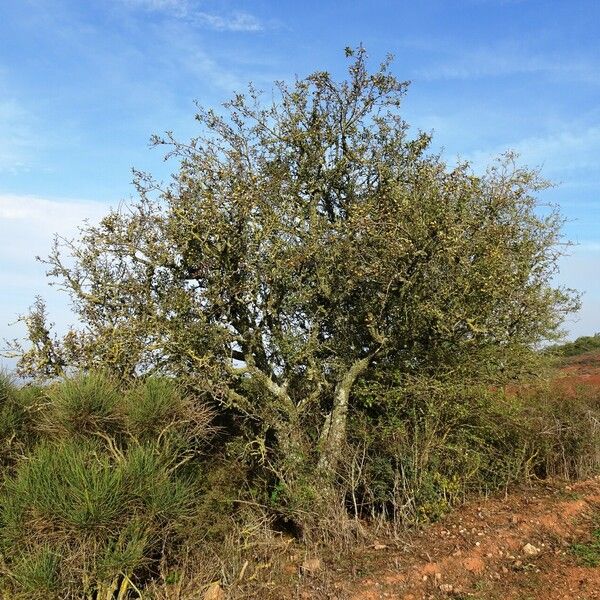 Pyrus spinosa Habitus