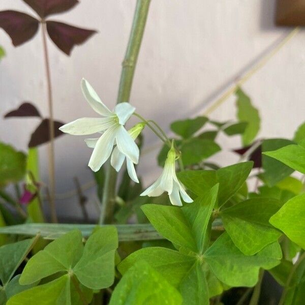 Oxalis latifolia Flower