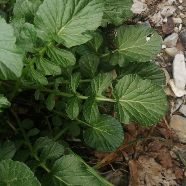 Barbarea vulgaris Folha