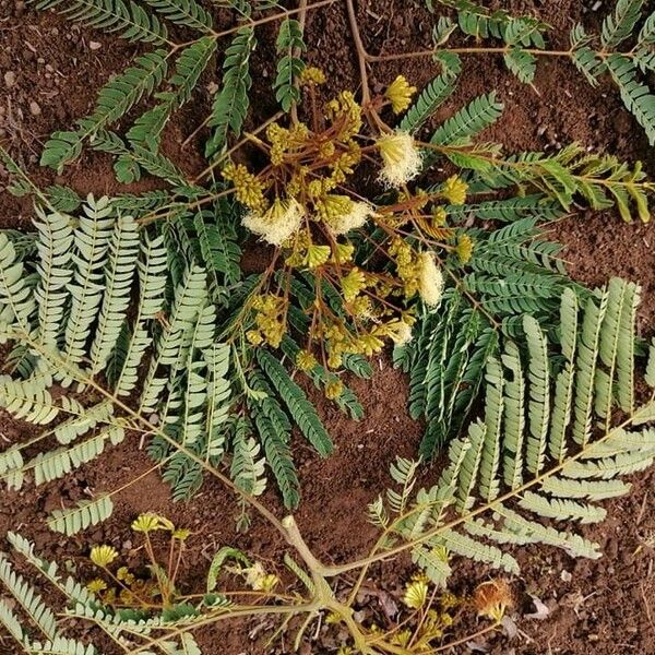 Albizia carbonaria Leaf