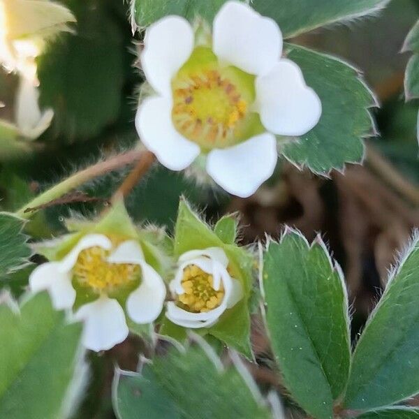 Potentilla sterilis Fleur