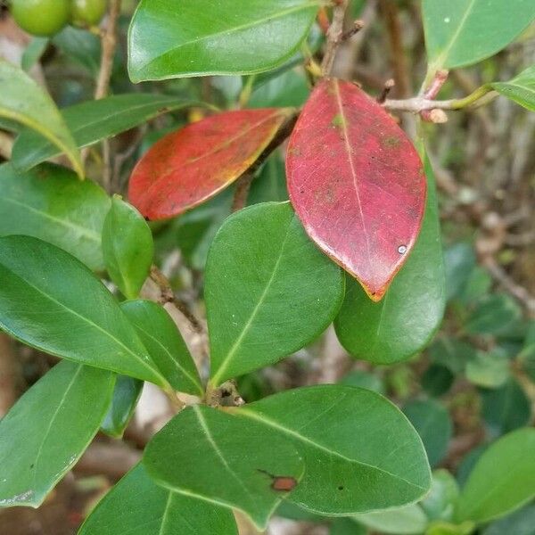 Psidium cattleyanum Folio