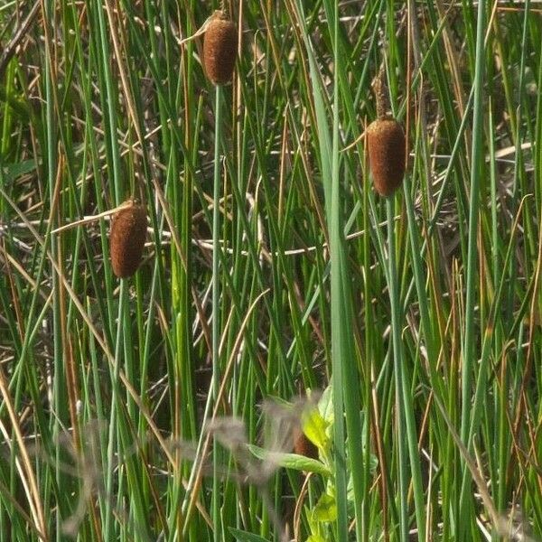 Typha minima Flower