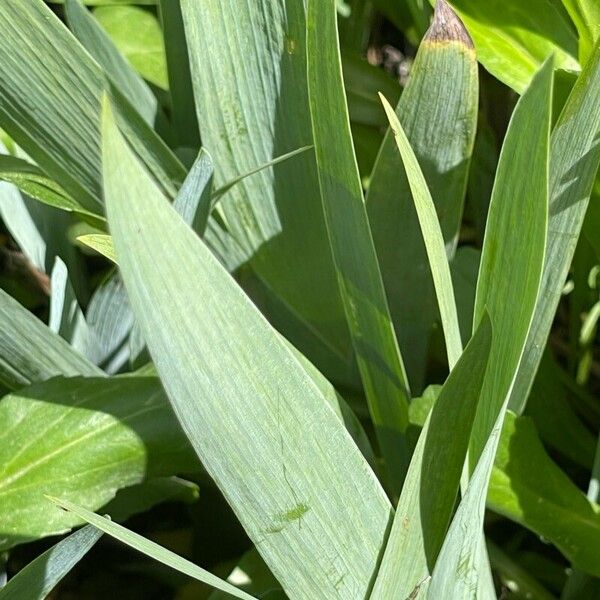 Iris pallida Leaf