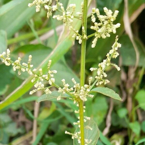 Iresine diffusa Blomma