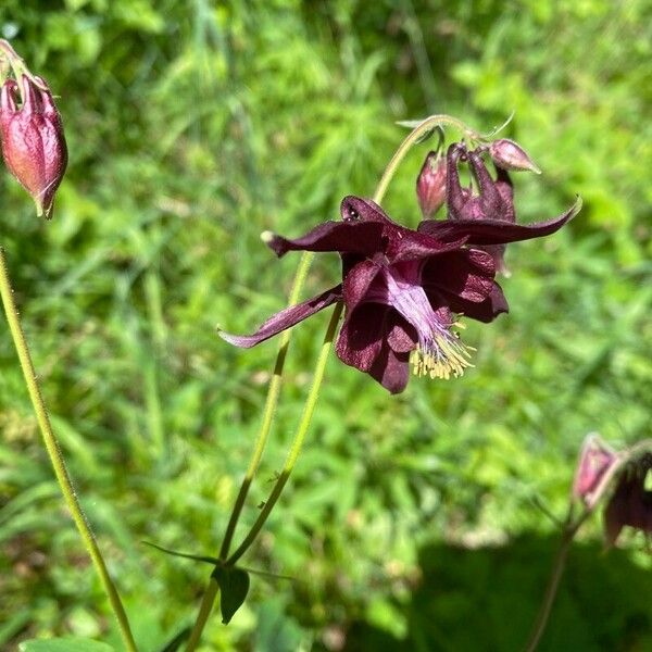 Aquilegia atrata Floro