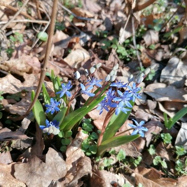 Scilla bifolia Flower