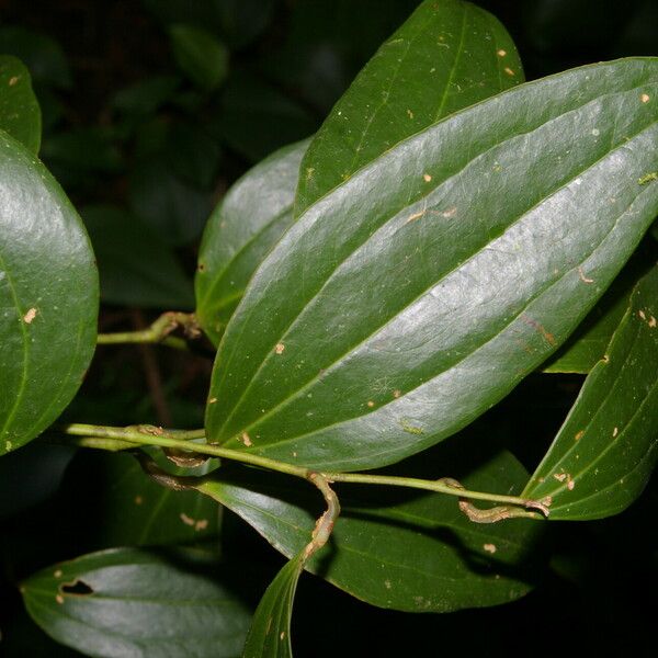 Smilax domingensis Blad