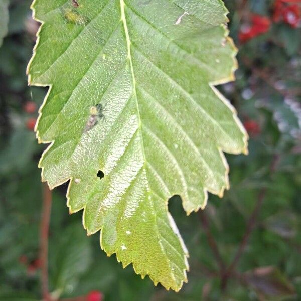 Hedlundia mougeotii 葉