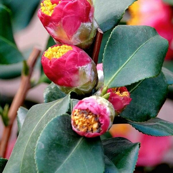 Camellia sasanqua Квітка