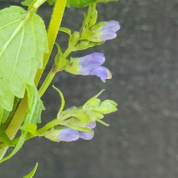 Scutellaria lateriflora Fiore