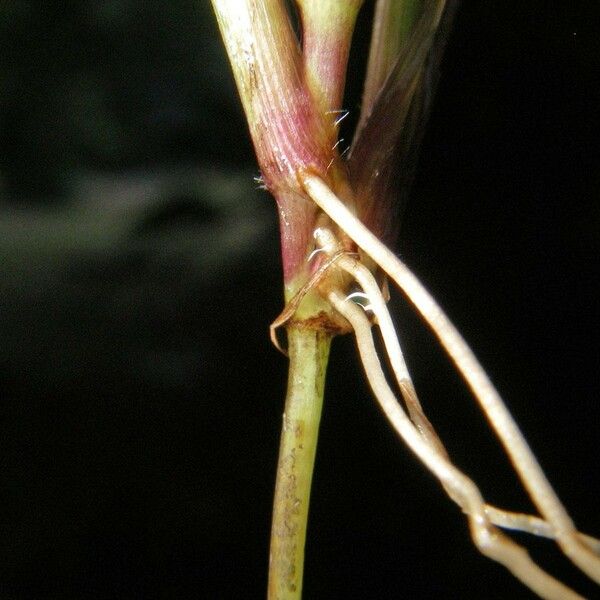 Digitaria violascens Bark